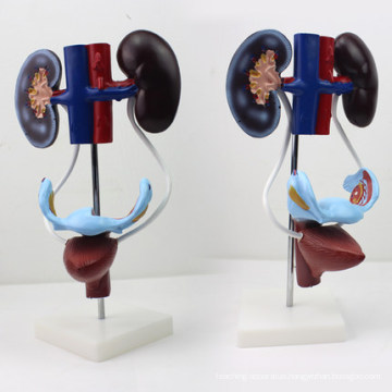 UROLOGY04 (12424) Female Urogenital System, Free Standing Urinary System Model, Anatomy Models > Urinary Models > Female